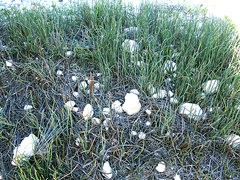 Hypodiscus procurrens