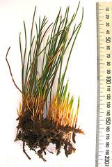 Hypodiscus procurrens