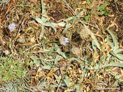 Pilosella castellana