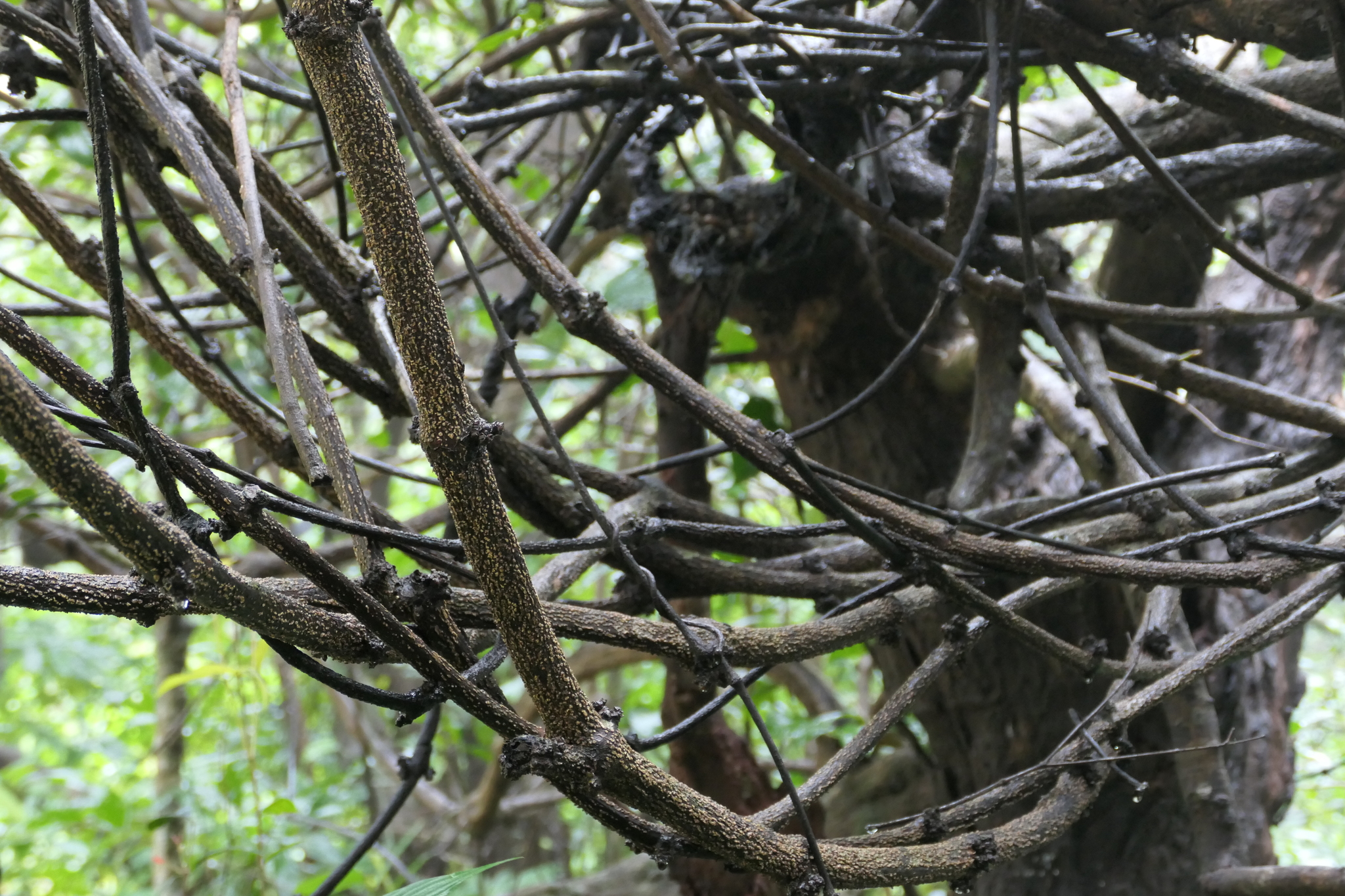 Gnetum edule