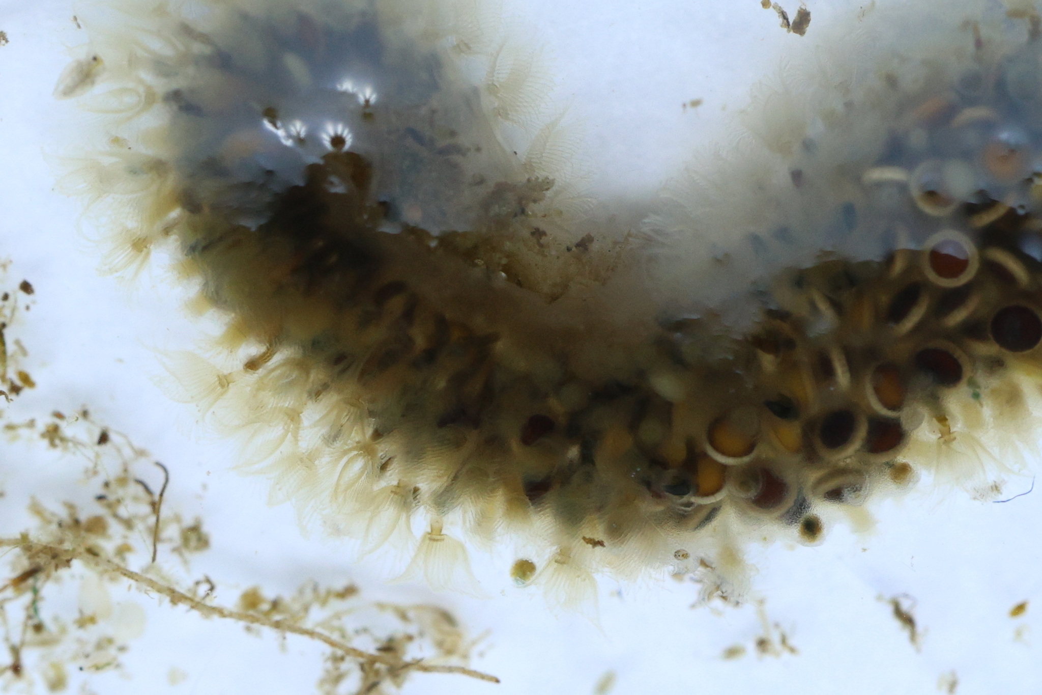 Cristatella mucedo Cuvier, 1798