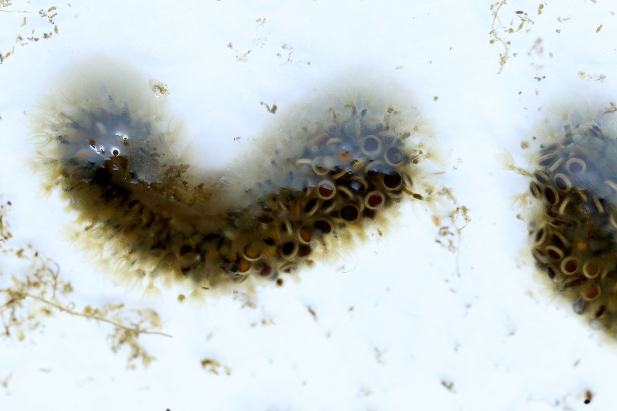 Cristatella mucedo Cuvier, 1798