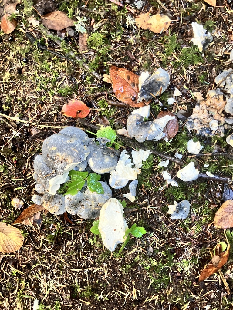 Albatrellopsis flettii · November 2025 · photo: © leecain (iNaturalist, cc-by)