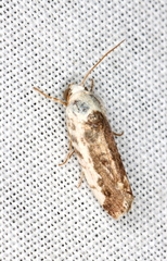 Acontia nivipicta