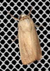 Leucania abdominalis