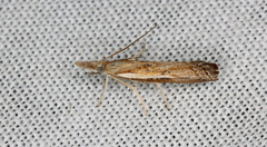 Ptochostola microphaeellus