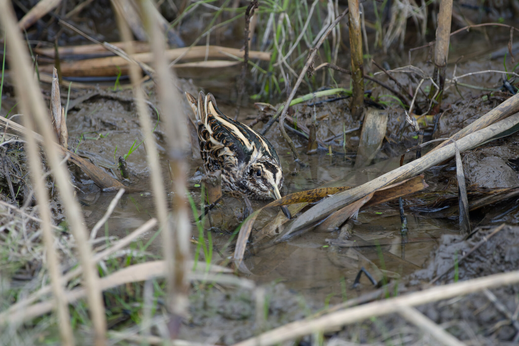 Jack Snipe
