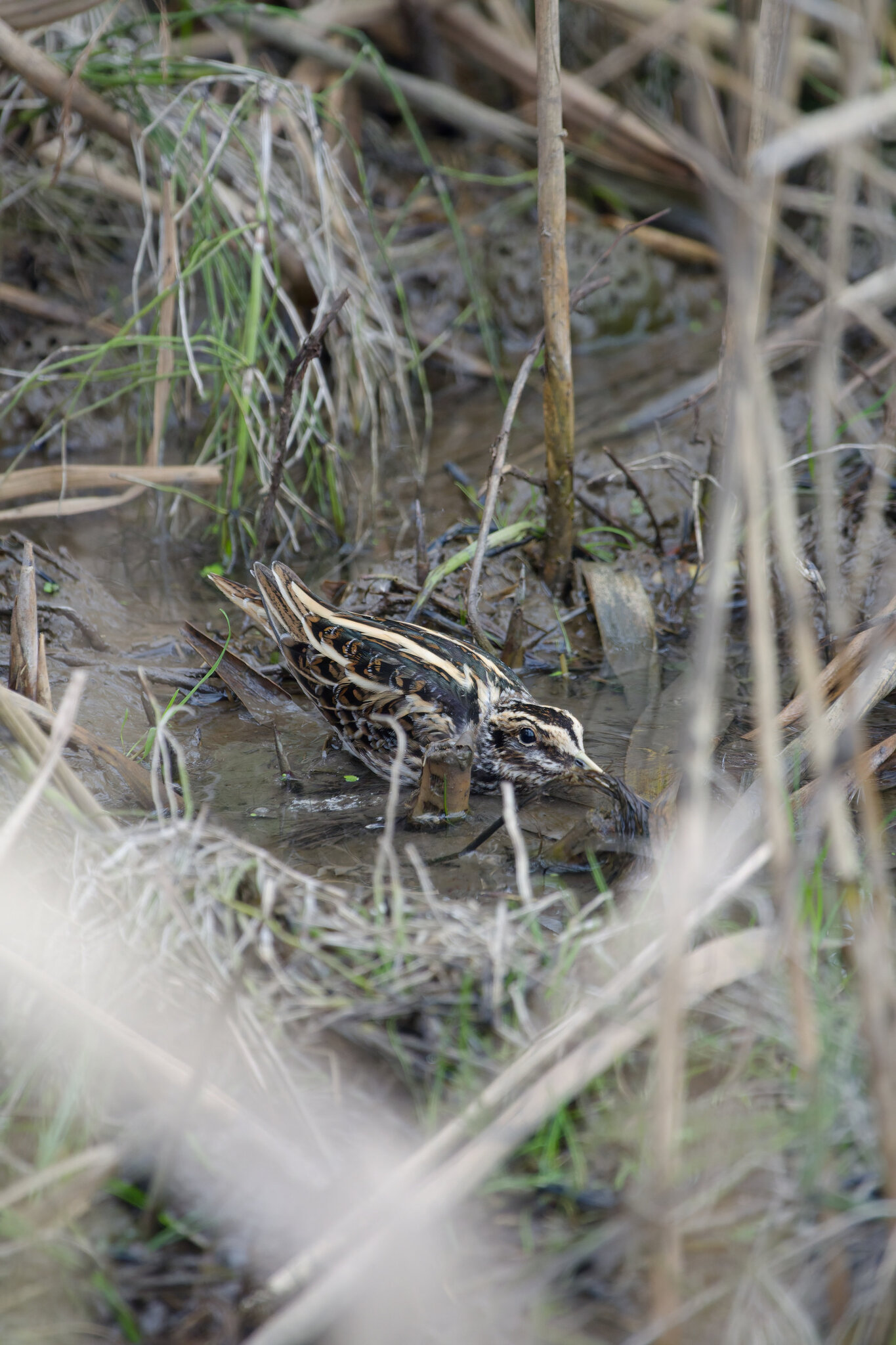 Jack Snipe