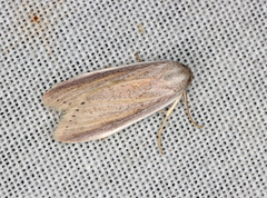 Prionopterina grammatistis