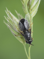 Odontomyia tigrina