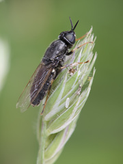 Odontomyia tigrina