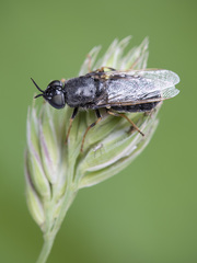 Odontomyia tigrina