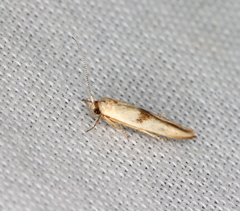 Stathmopoda liporrhoa