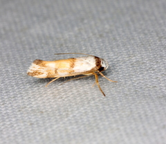 Zaphanaula hemileuca