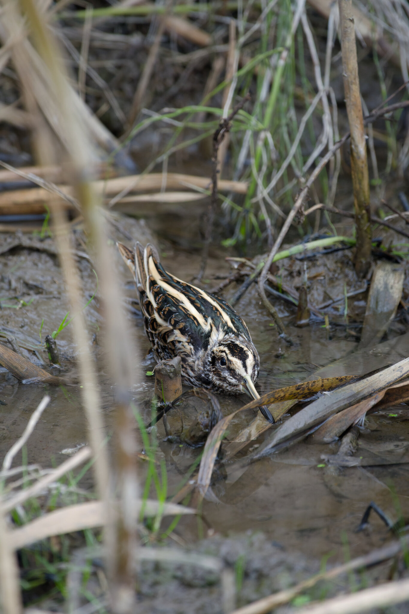 Jack Snipe