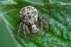 Xysticus audax