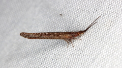Stenobiella
