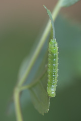 Sterictiphora geminata