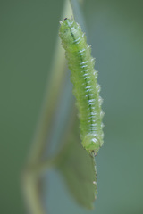 Sterictiphora geminata