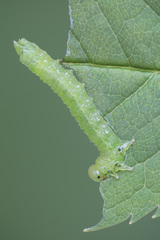 Sterictiphora geminata