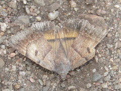 Plecopterodes moderata