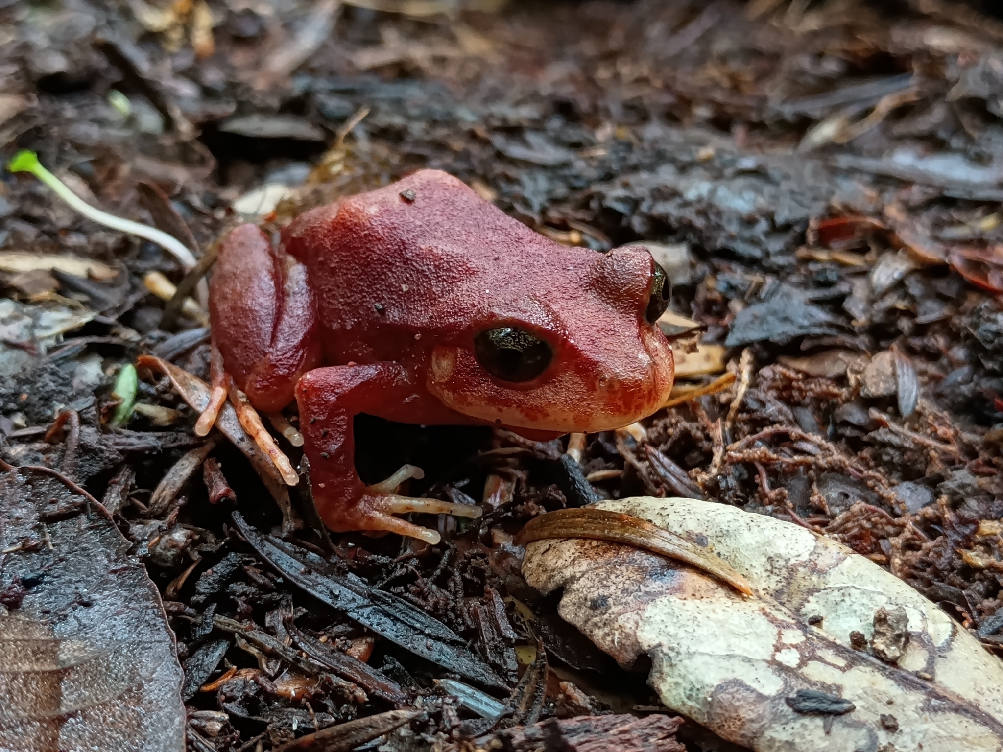Eupsophus altor Nuñez, Rabanal & Formas, 2012