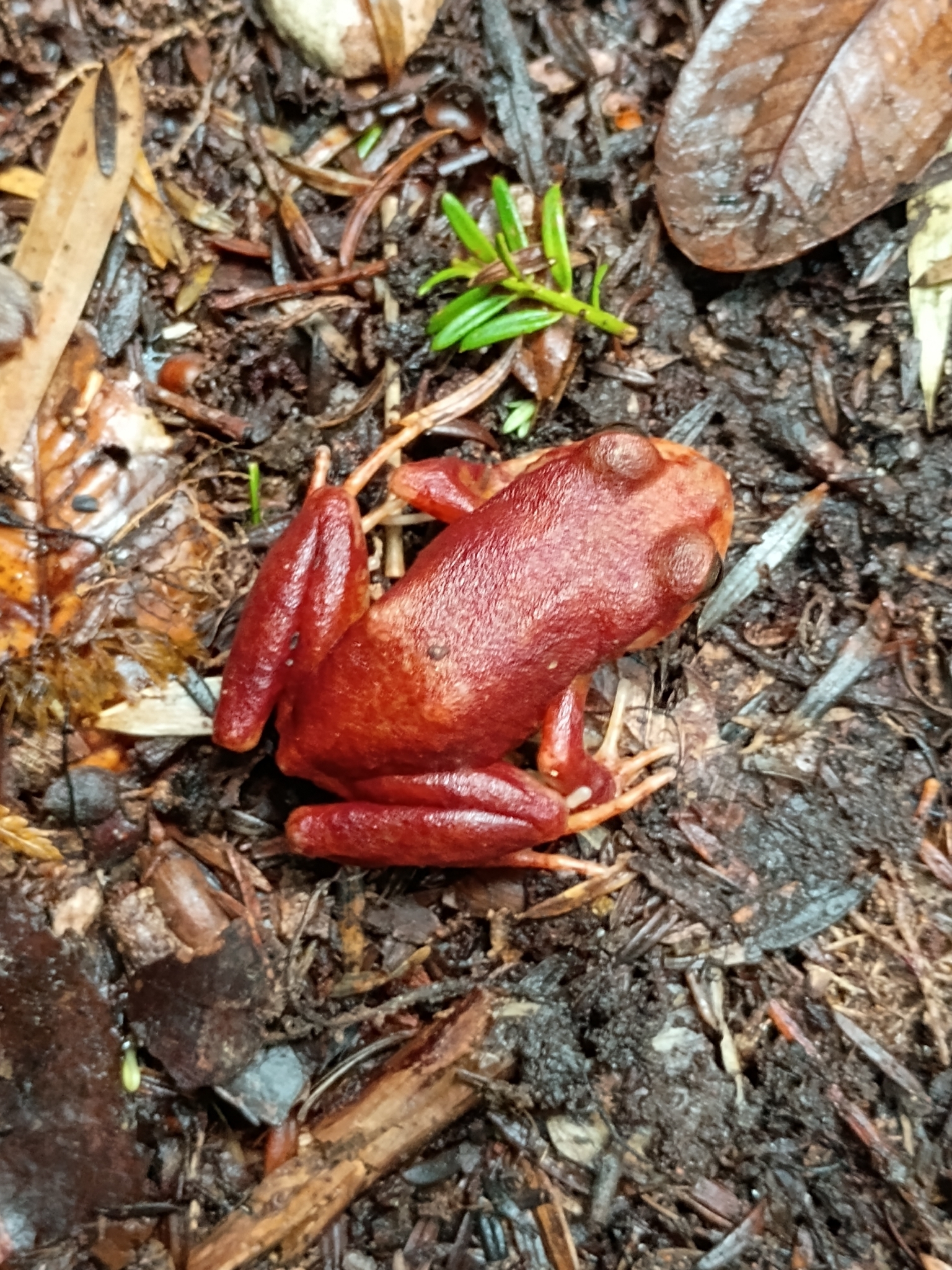 Eupsophus altor Nuñez, Rabanal & Formas, 2012