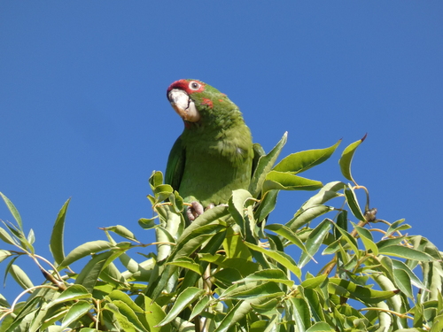 Conure mitrée