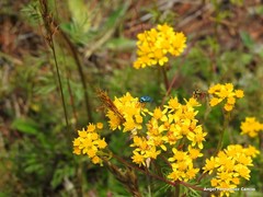 Jacobaea adonidifolia
