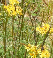 Jacobaea adonidifolia