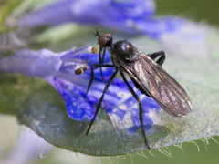 Empis pennipes