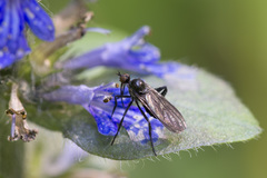 Empis pennipes