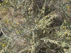 Aspalathus acanthophylla