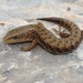 Alligator Lizards - Photo (c) Michael Price, some rights reserved (CC BY-NC-ND), uploaded by Michael Price