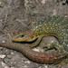 Glass and Alligator Lizards - Photo (c) Michael Price, some rights reserved (CC BY-NC-ND), uploaded by Michael Price