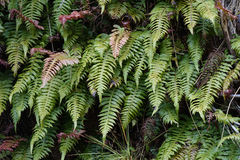 Cranfillia vulcanica