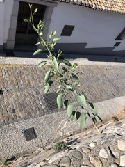 Nicotiana glauca