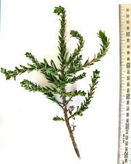 Lobostemon strigosus