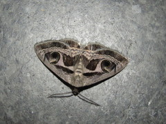 Cometaster pyrula
