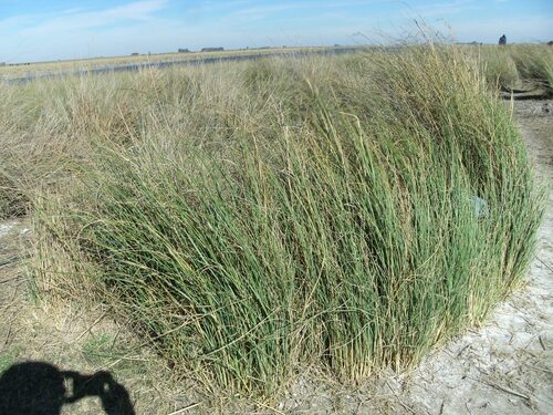 dense-flowered cord grass (Sporobolus montevidensis)