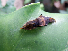 Pieris rapae crucivora