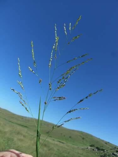 Berg's Panicgrass (Panicum bergii)