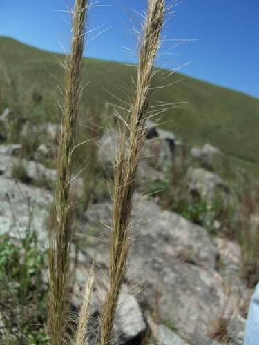 Aristida achalensis
