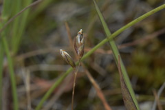 Rytidosperma exiguum