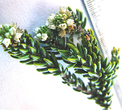 Phylica parviflora