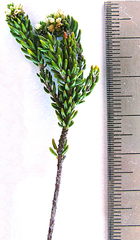 Phylica parviflora