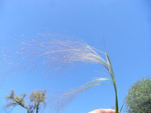 Fog Grass (Agrostis montevidensis)
