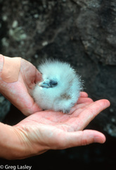 Red-Billed Tropicbird photo 5