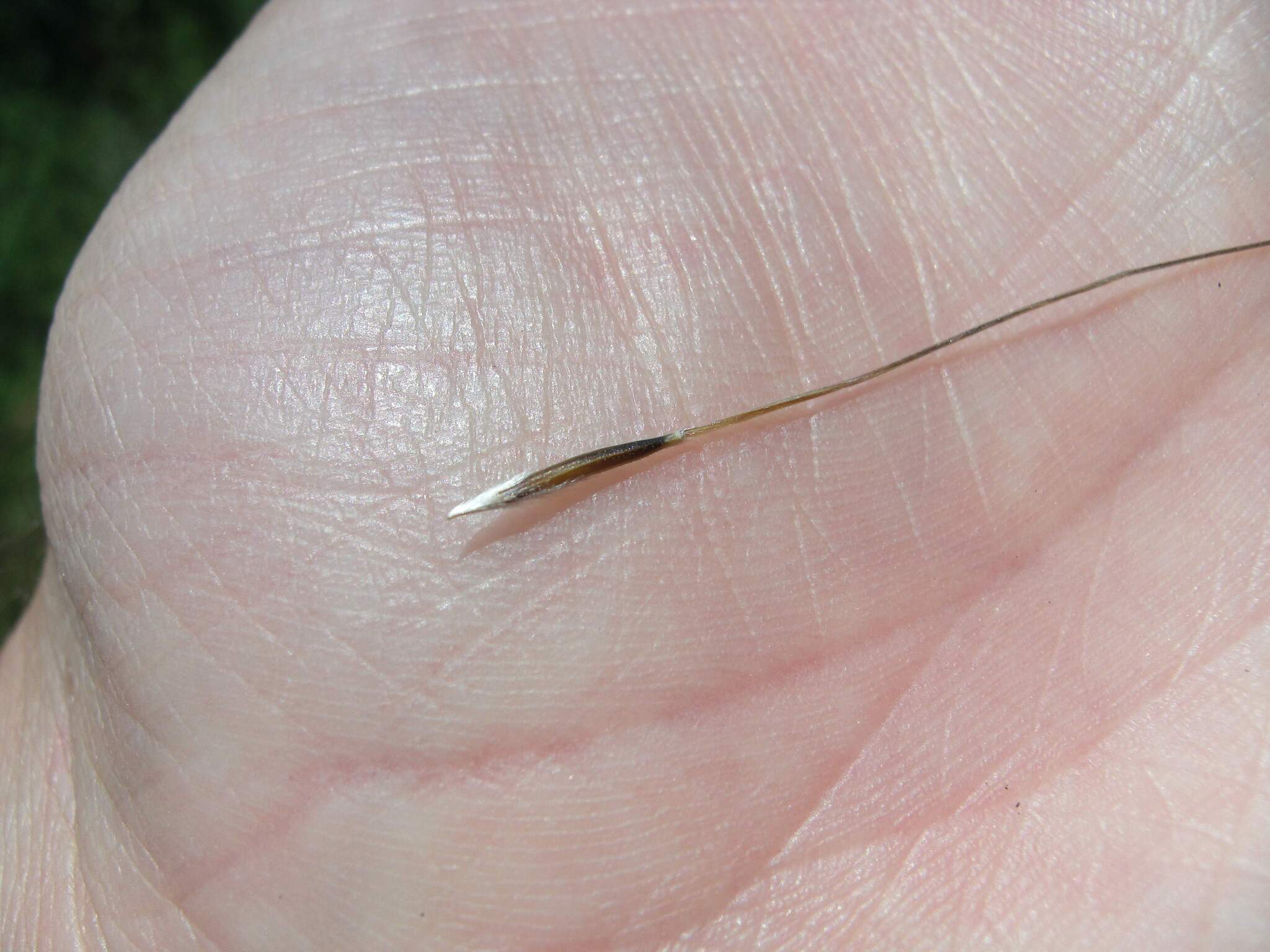 Nassella cordobensis