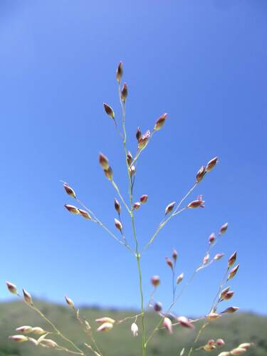 Sonoran Panicgrass (Panicum stramineum)